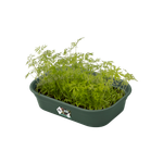 green basics grow tray s leaf green